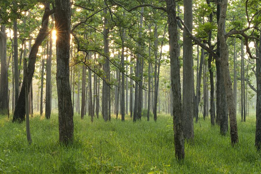 Cambodia forest Cambodia Forest