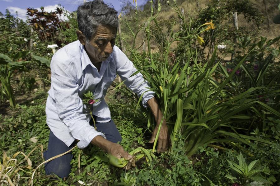Man tends to crops in Chiapas, Mexico Man tends to crops in Chiapas, Mexico
