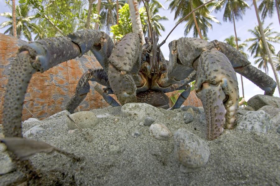 Coconut crab in Solomon Islands Coconut crab in Solomon Islands