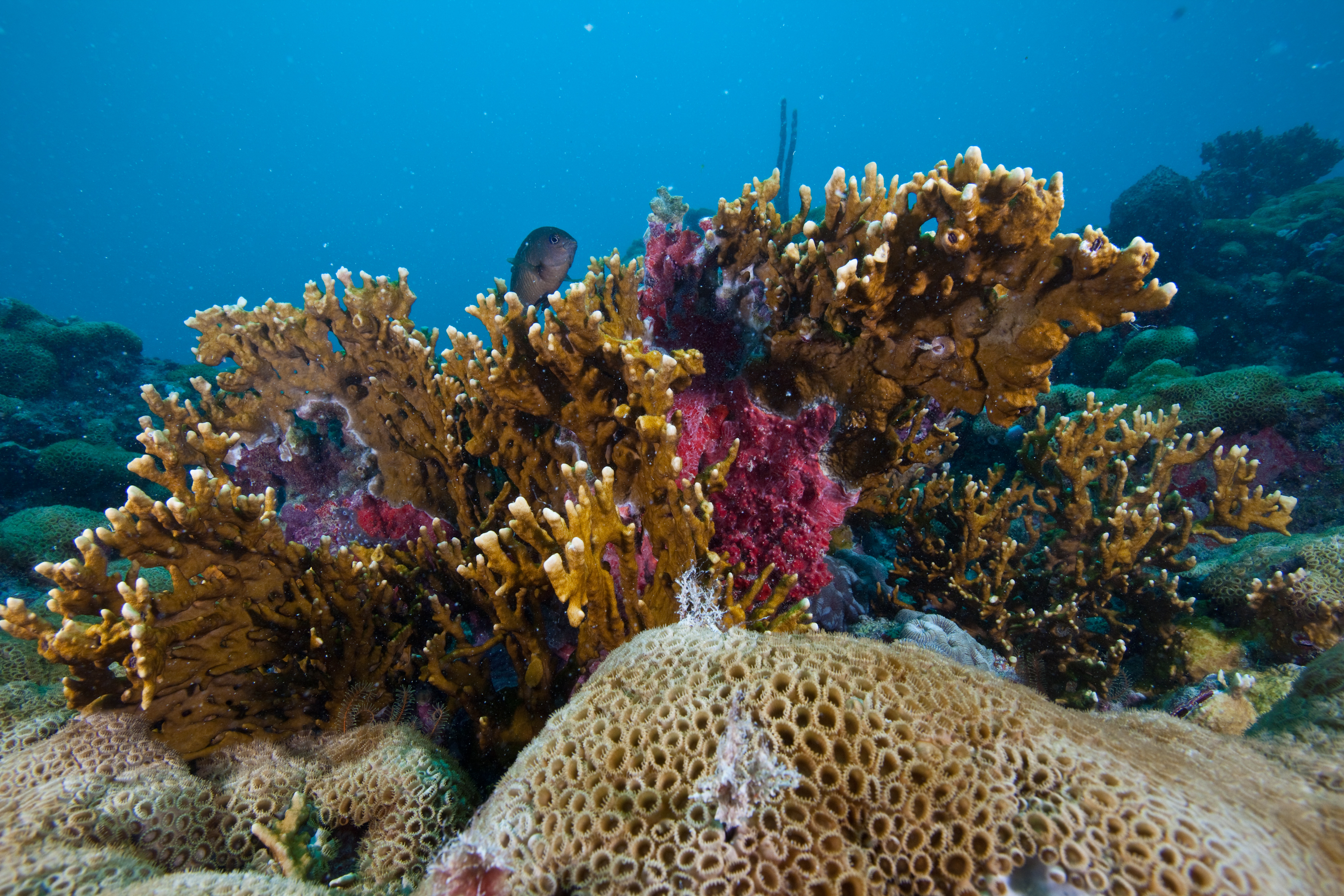 Where to target ocean conservation? New research points the way
