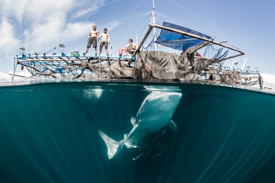 Whale sharks in Cendrawasih Bay feeding on baitfish beneath a bagan lift net vessel Whale sharks in Cendrawasih Bay feeding on baitfish beneath a bagan lift net vessel