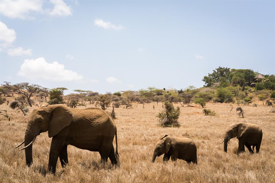ci_85550390 Elephants in Northern Kenya