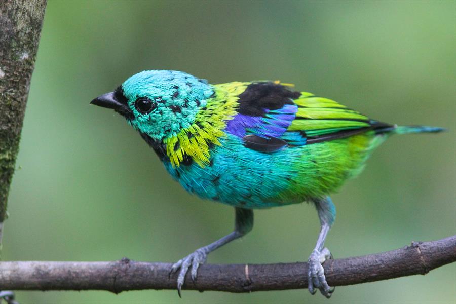 Green-headed Tanager in Brazil Green-headed Tanager in Brazil