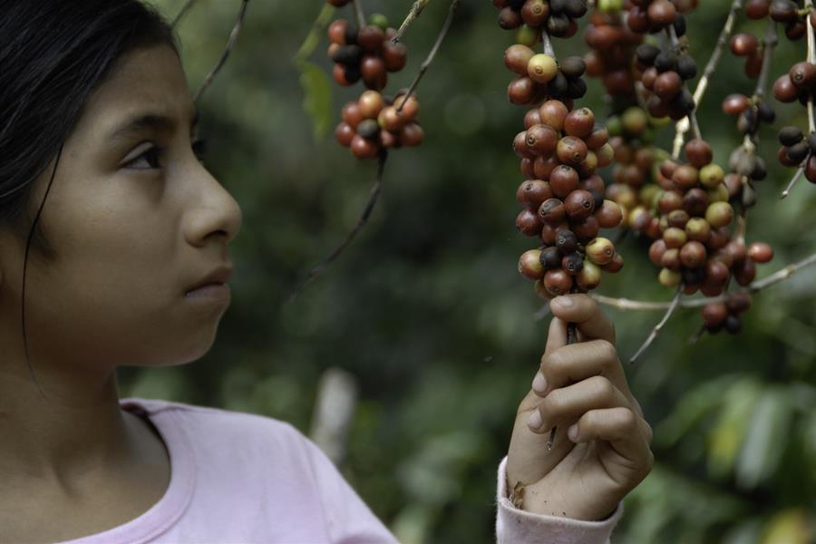 ci_86875002 Girl grasps branch of coffee berries