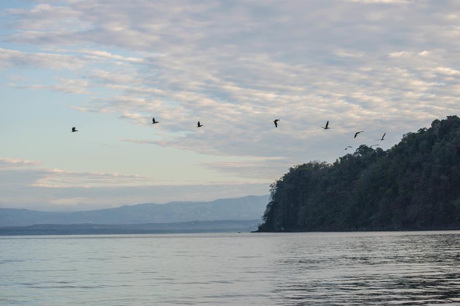 ci_43781234 Brown Pelicans (Pelecanus occidentalis) in Costa Rica