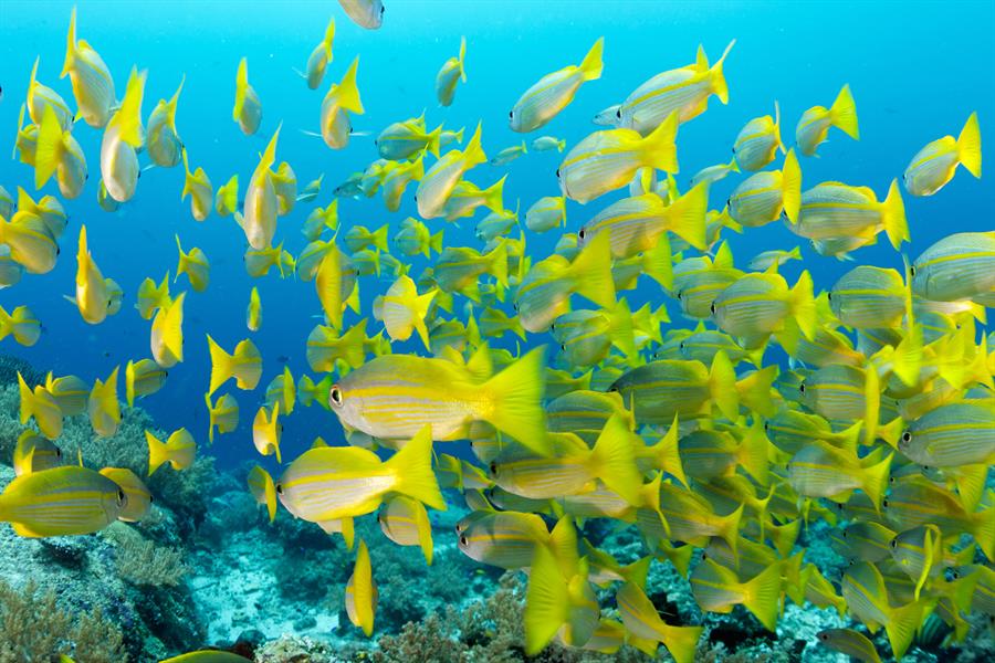 ci_87747604 A school of snapper in Raja Ampat, West Papua, Indonesia
