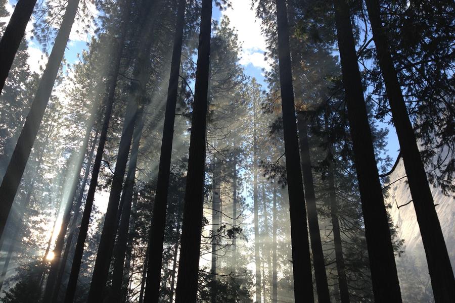ci_88677024 Light coming through the trees in Yosemite Valley.