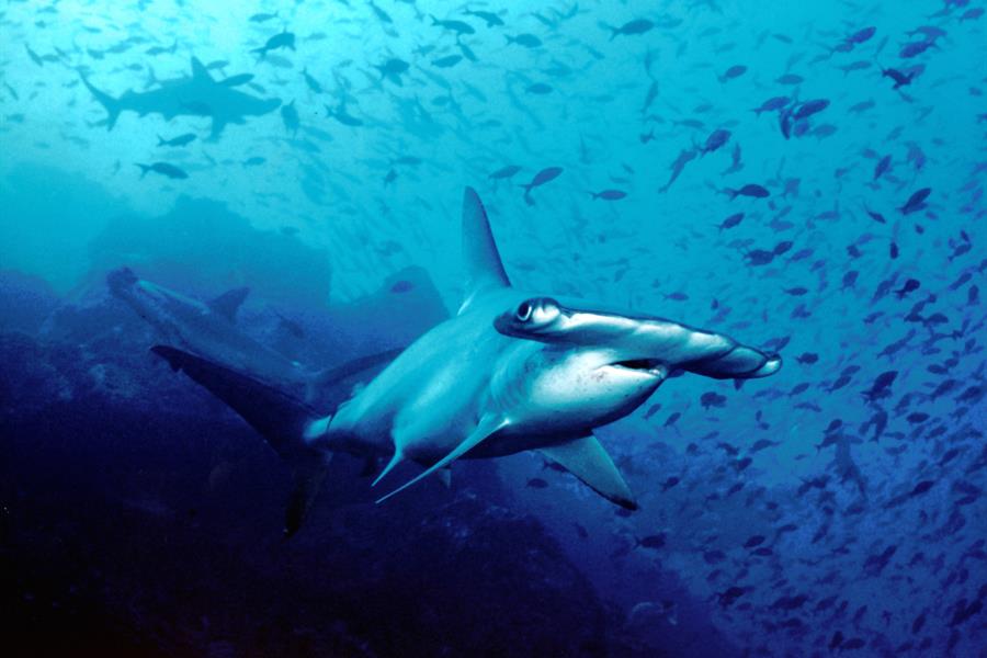 ci_89117880 A hammerhead shark near Cocos Island, Costa Rica.