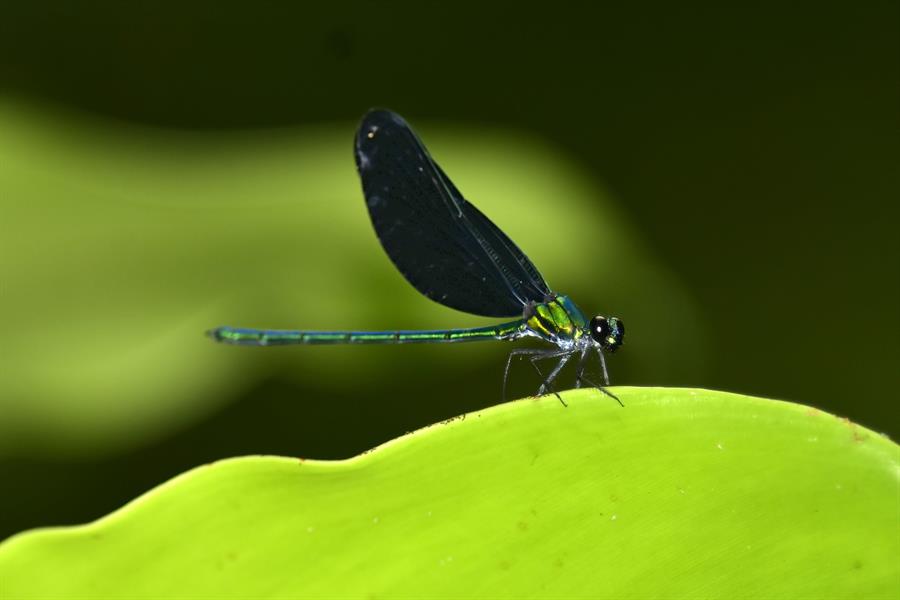 ci_89580664 A dragonfly rests on a leaf in Liberia.