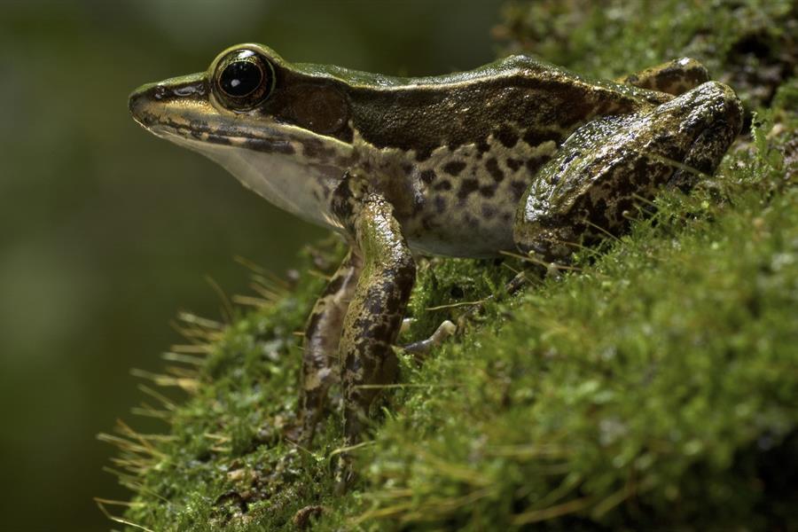 African golden frog in the Guinean Forests of West Africa African golden frog in the Guinean Forests of West Africa