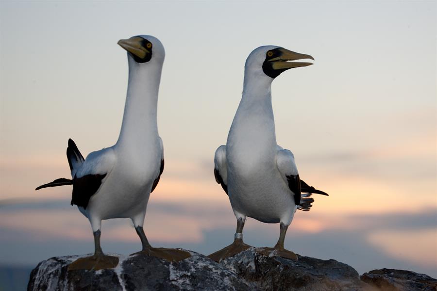 ci_93206190 A pair of masked boobies in Abrolhos, Brazil