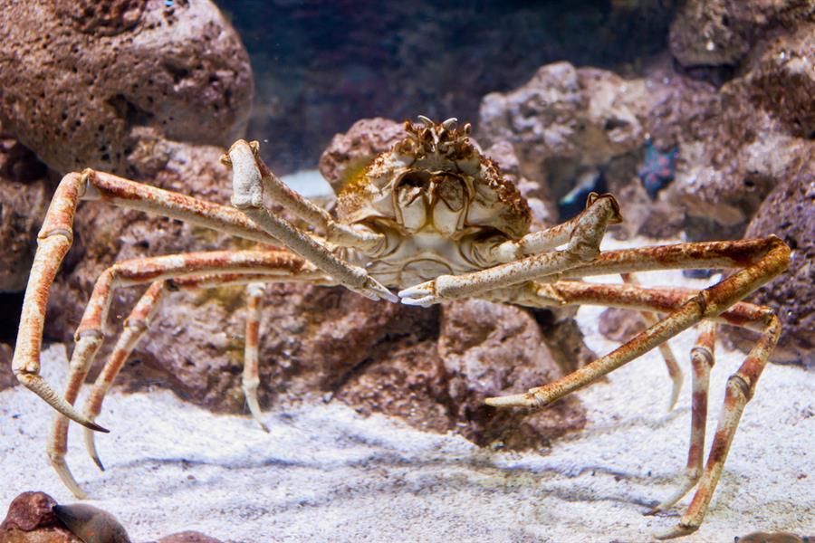 ci_94252363 Giant spider crab