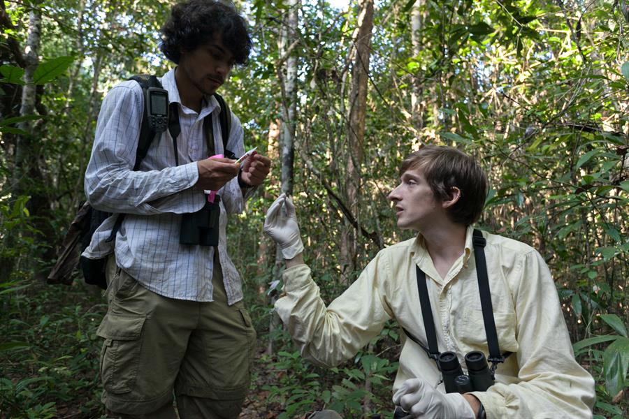 Researchers Santiago Cassalett and Jackson Frechette analyzing fruit seed dispersal in Veun Sai Conservation Area, Cambodia Researchers Santiago Cassalett and Jackson Frechette analyzing fruit seed dispersal in Veun Sai Conservation Area, Cambodia