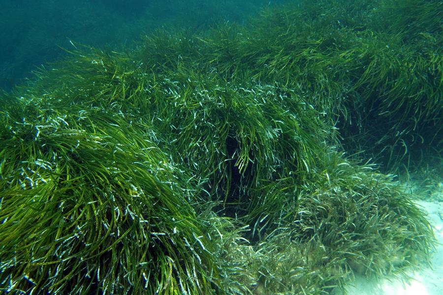 ci_95647438 Posidonia oceanica meadow in Formentera, Balearic Islands, Spain