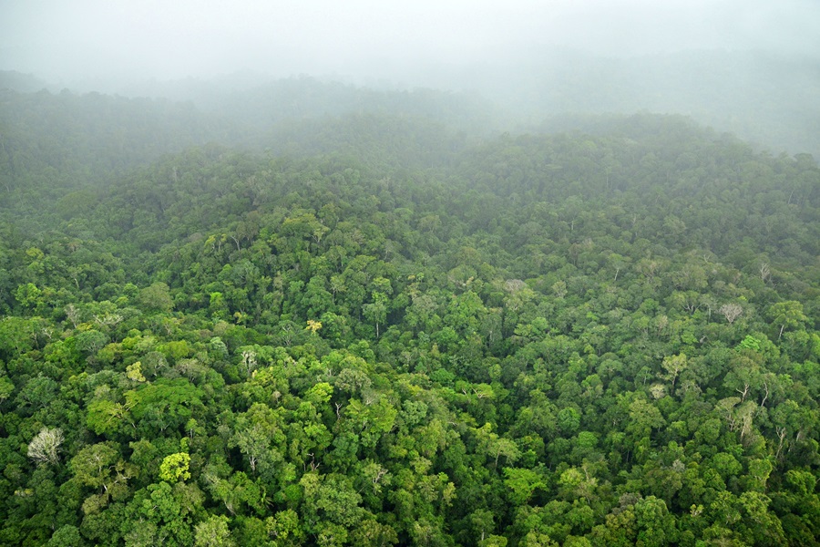 Aerial view of the forest on Gresngebergte Mountain, Suriname Aerial view of the forest on Gresngebergte Mountain, Suriname