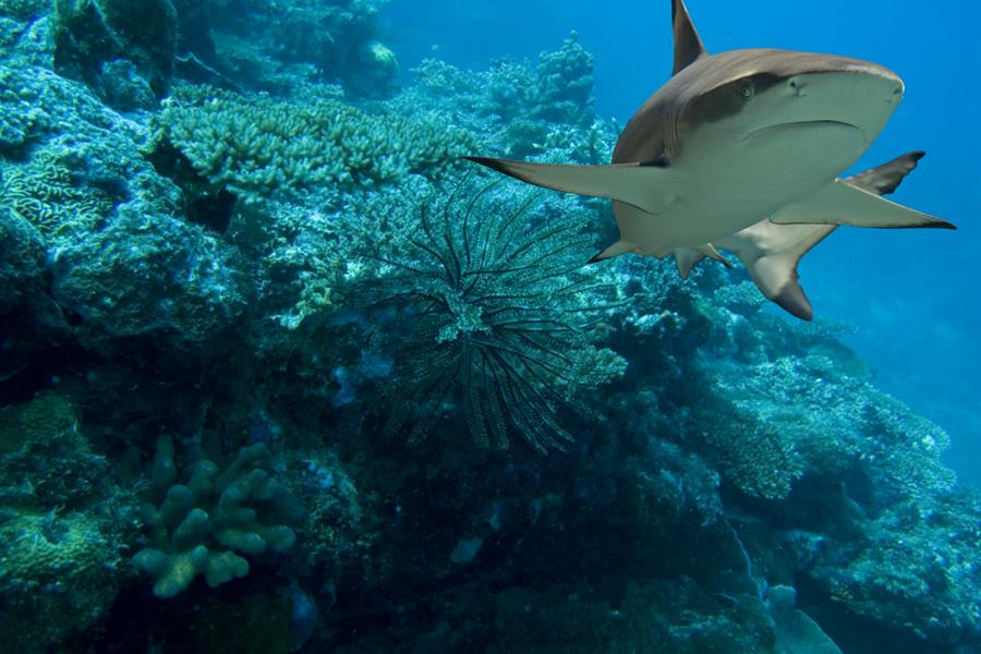 ci_97515915 A blacktip reef shark (Carcharhinus melanopterus) swims over a coral reef.