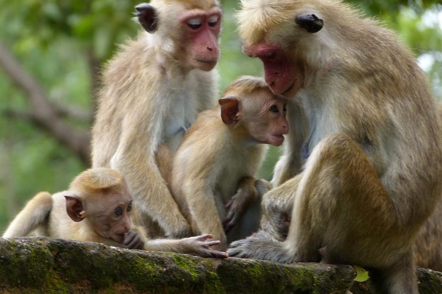 The Toque Macaque, Macaca sinica, is endemic to Sri Lanka The Toque Macaque, Macaca sinica, is endemic to Sri Lanka