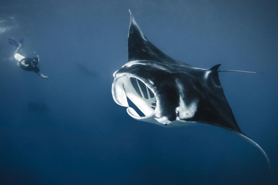 ci_98774934 Tagging mantas