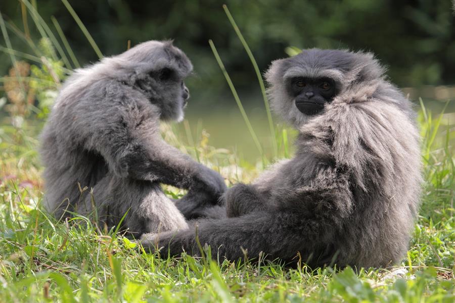 ci_98847334 A couple of sitting silvery gibbons.