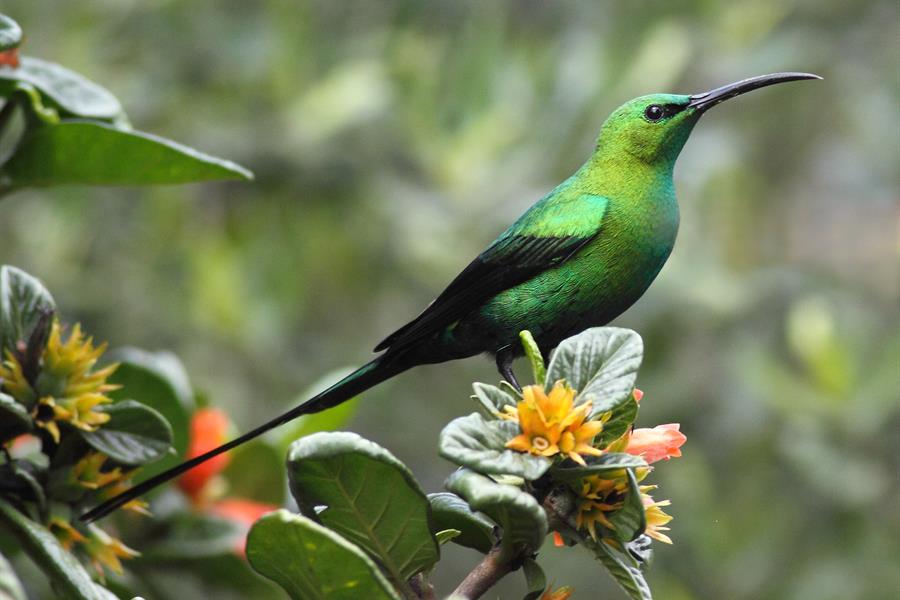 A Malachite sunbird rests on a small branch in the Maputaland-Pondoland-Albany hotspot A Malachite sunbird rests on a small branch in the Maputaland-Pondoland-Albany hotspot