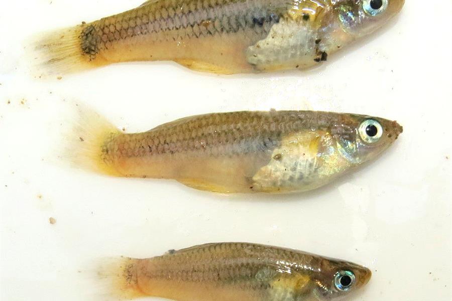 Honduras_RAP_new_species_Molly Honduras_RAP_new_species_Molly