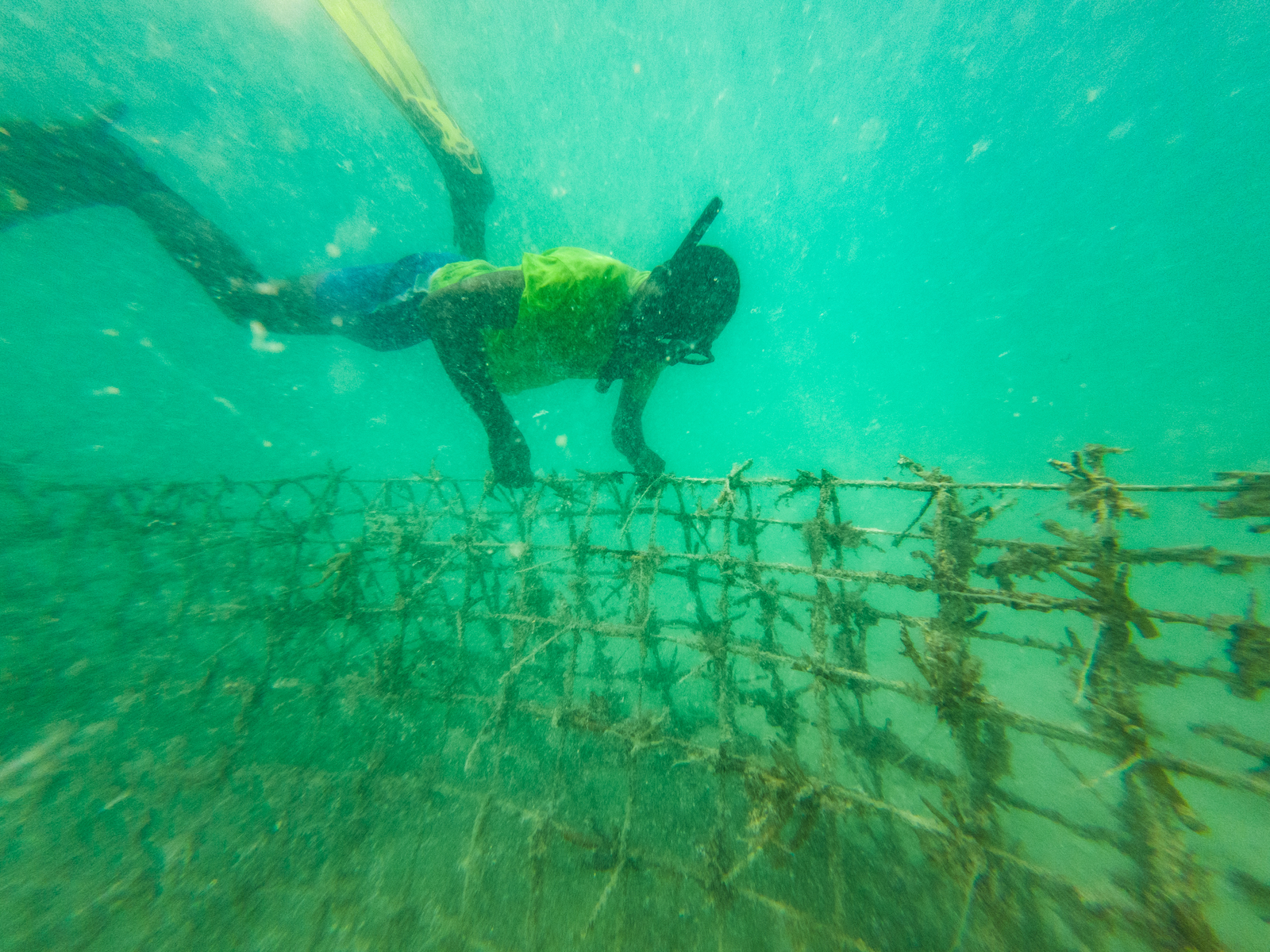 Coral planting_Lau_ ©Conservation International:photo by Laisiasa Dave Coral planting_Lau_ ©Conservation International:photo by Laisiasa Dave