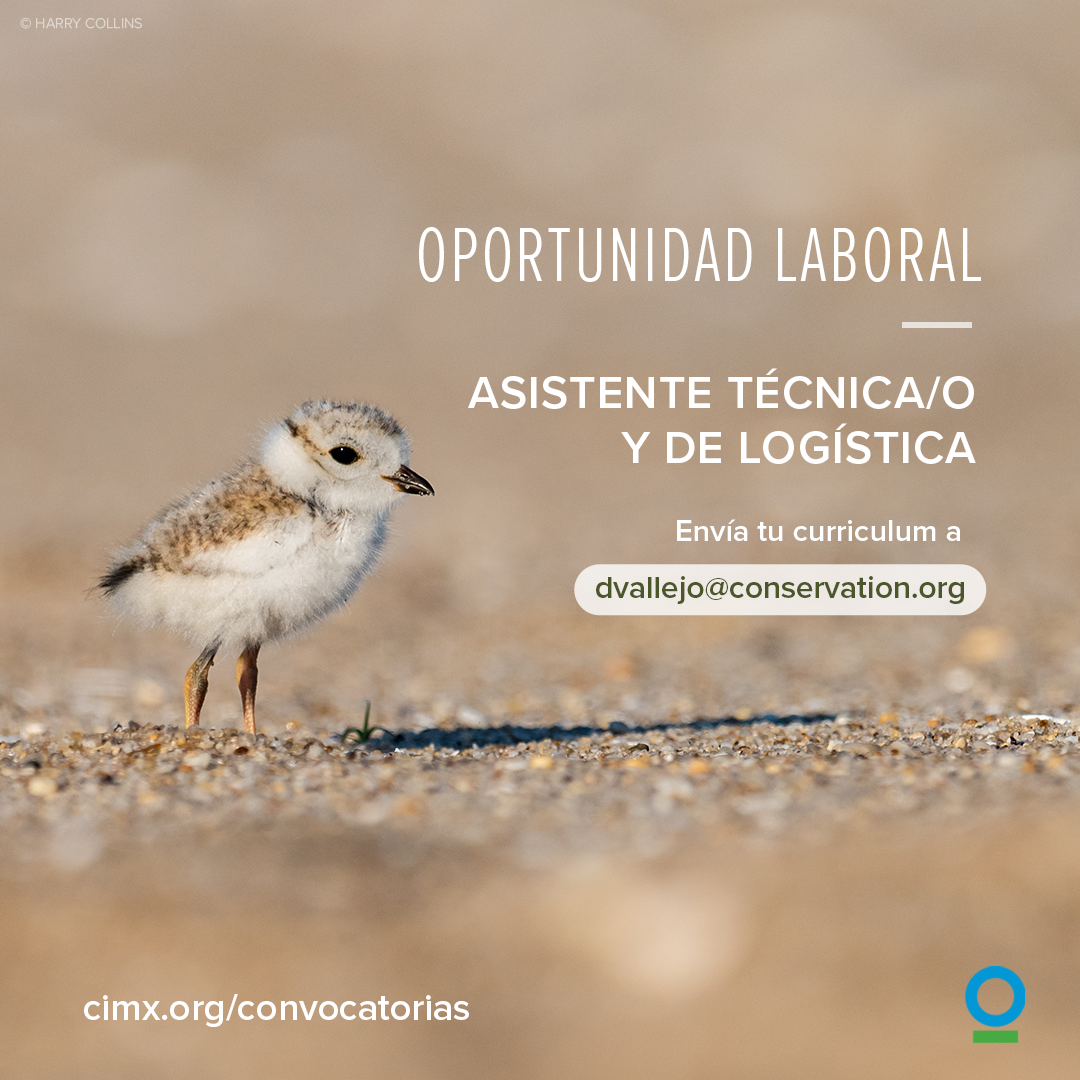 Asistente Tecnico