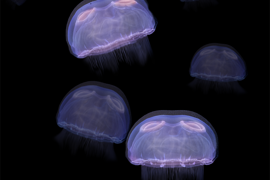 Aurelia Aurelia
