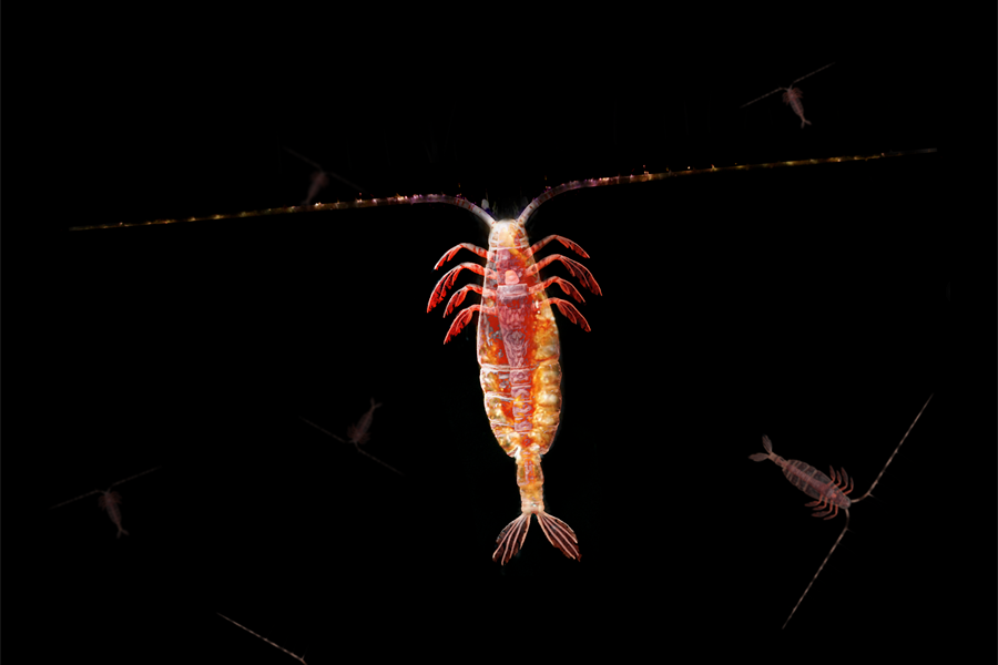 copepod Computer-generated image of a copepod