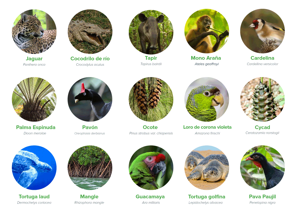 Especies