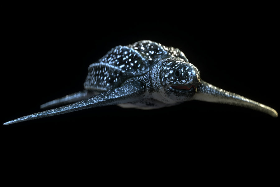 leatherback_sea_turtle leatherback_sea_turtle