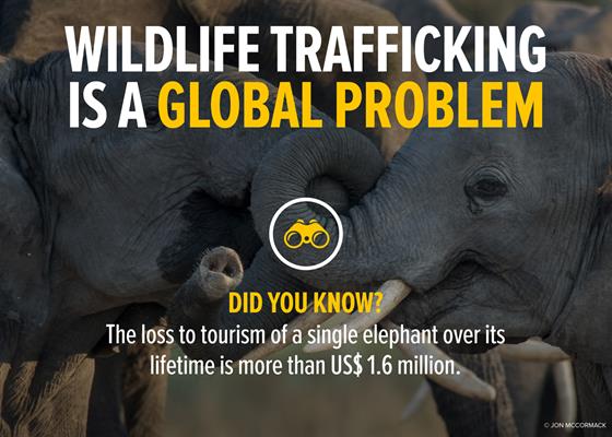 WildlifeTrafficking_Graphics_web-1 WildlifeTrafficking_Graphics_web-1
