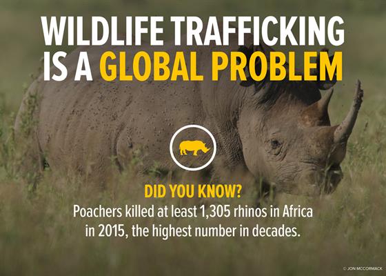 WildlifeTrafficking_Graphics_web-3 WildlifeTrafficking_Graphics_web-3