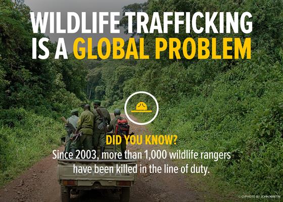 WildlifeTrafficking_Graphics_web-4 WildlifeTrafficking_Graphics_web-4