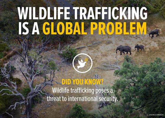 WildlifeTrafficking_Graphics_web-5 WildlifeTrafficking_Graphics_web-5