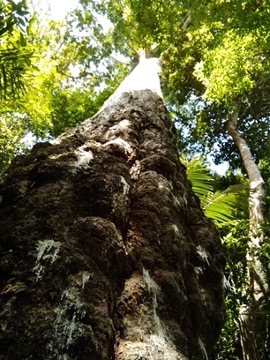 Almaciga tree Almaciga tree