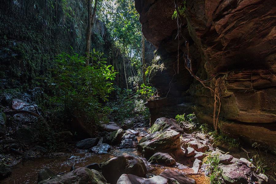 Foto: Flavio Forner Cerrado reforestation project, Oreades