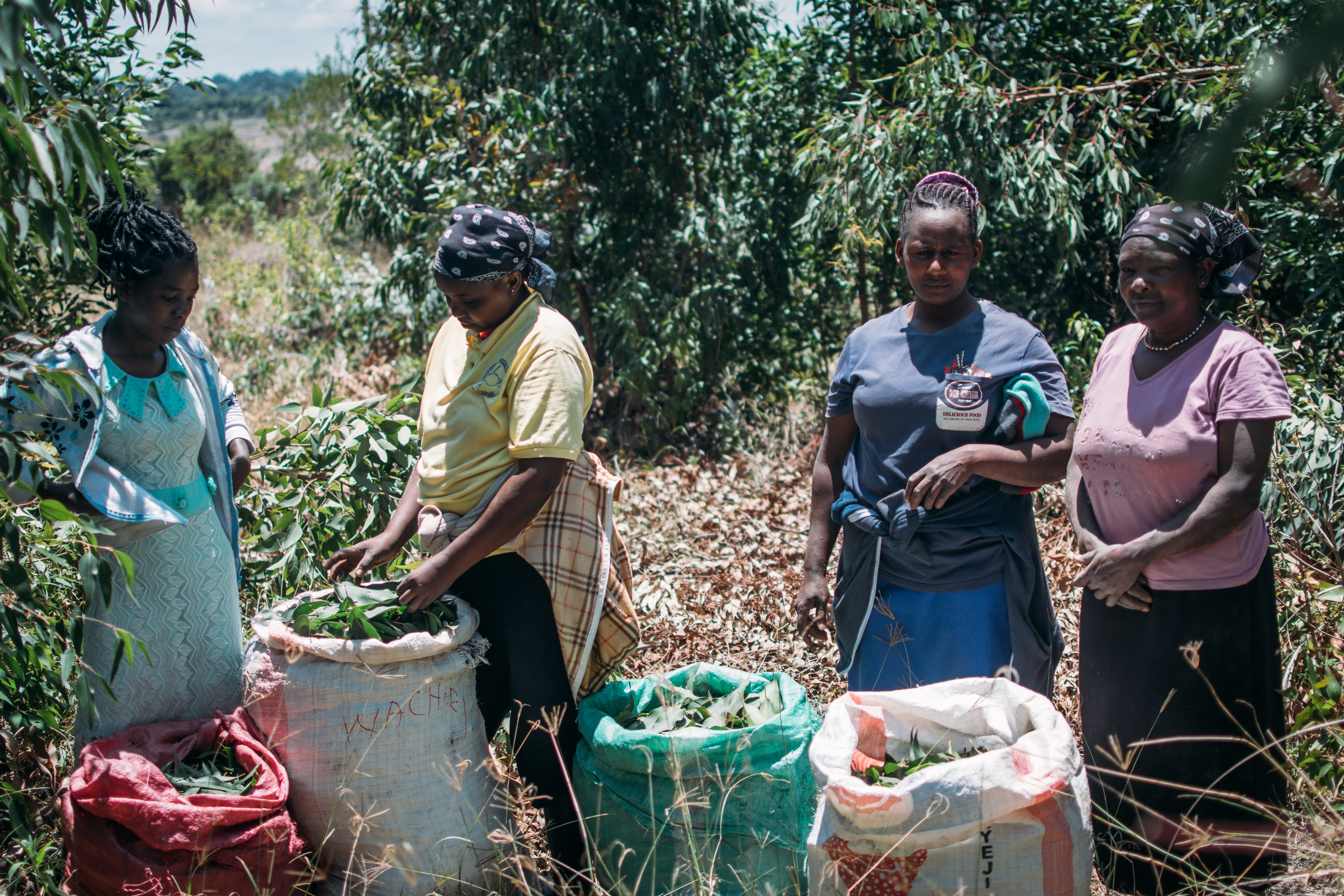 Women harvesting Non-timber products in kenya