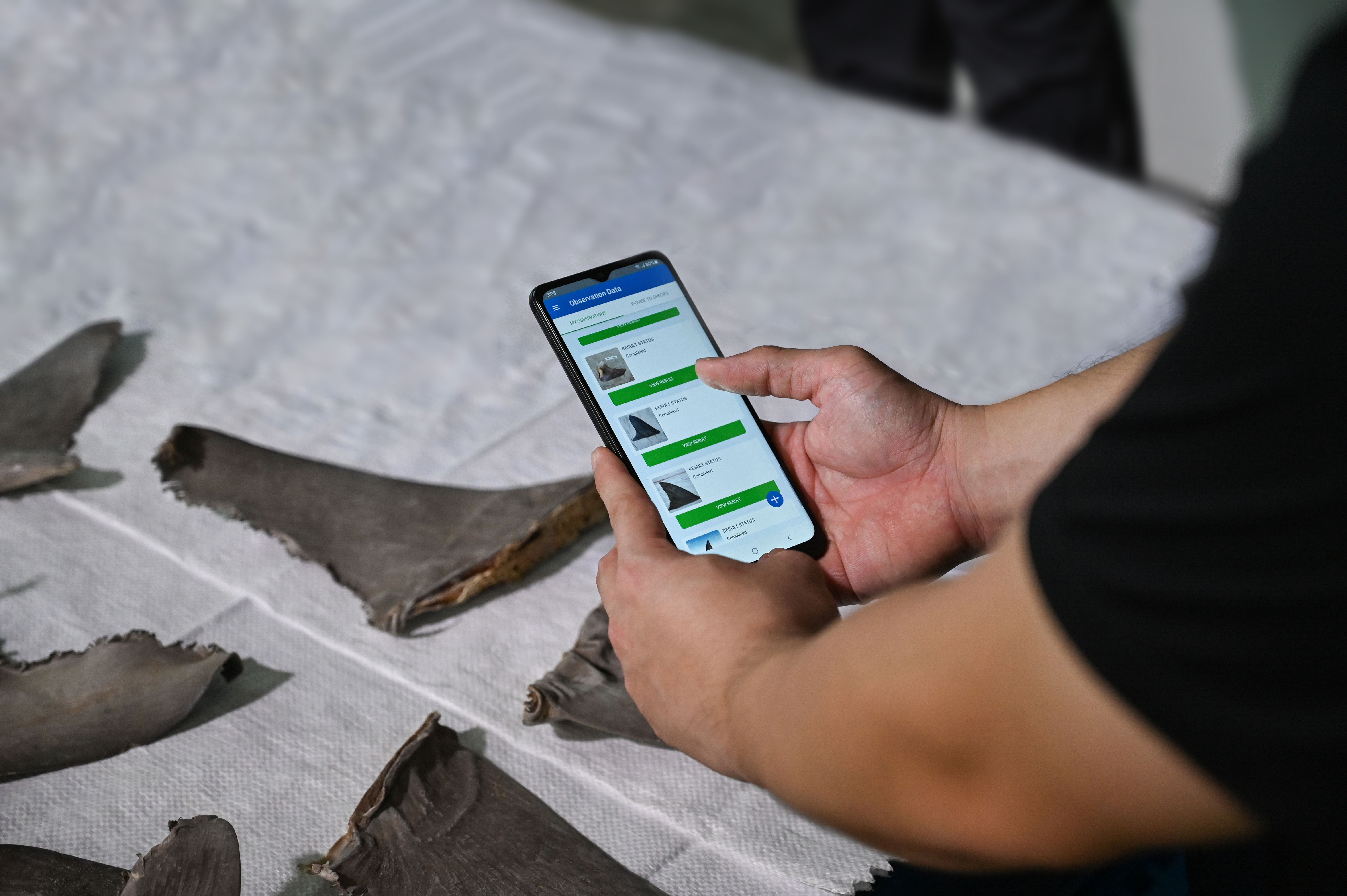scalloped hammerhead shark Fin Finder app in use