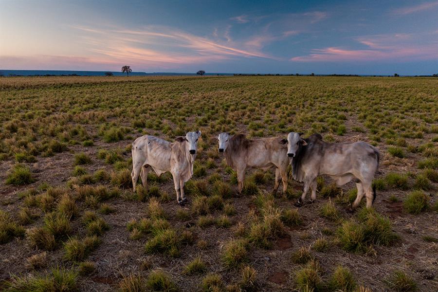 Foto: Flavio Forner Cerrado reforestation project, Oreades