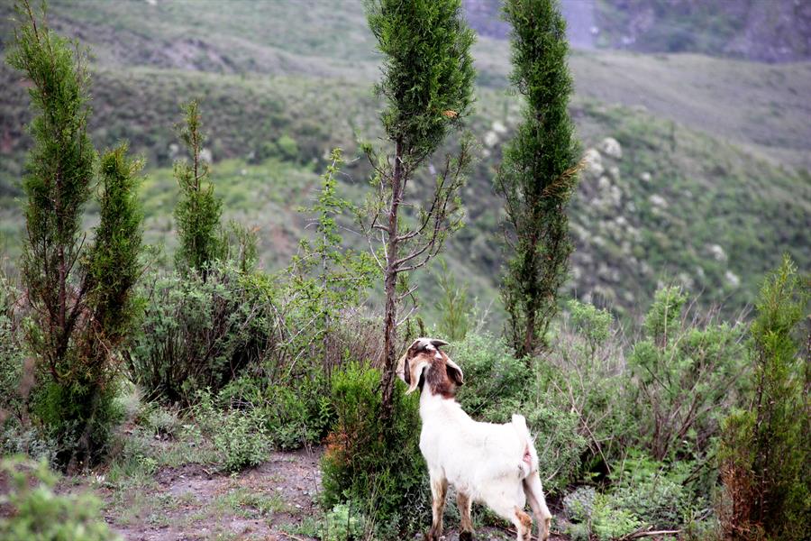 goats_eating_young_trees