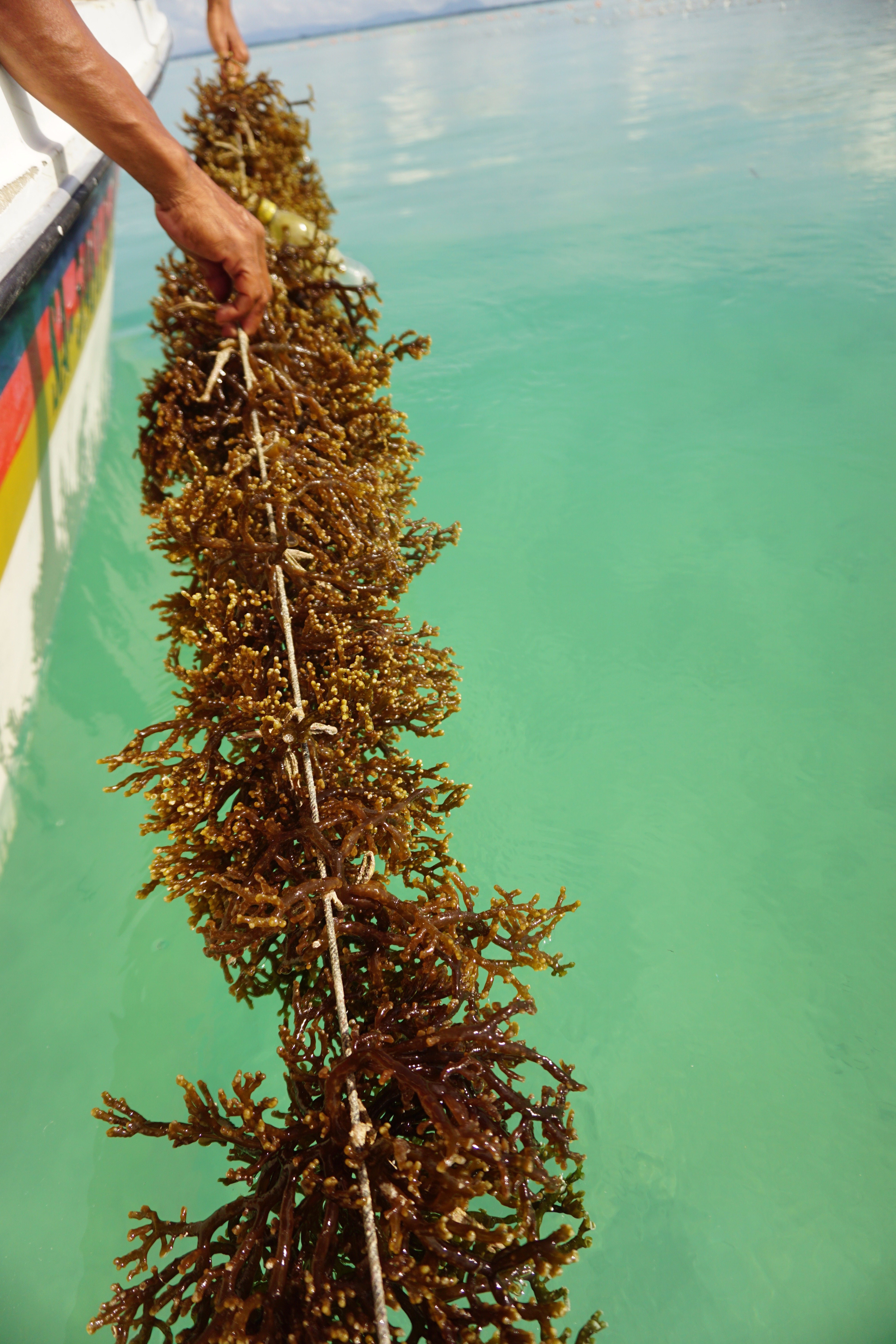 Seaweed (Image credits: Gracie White)