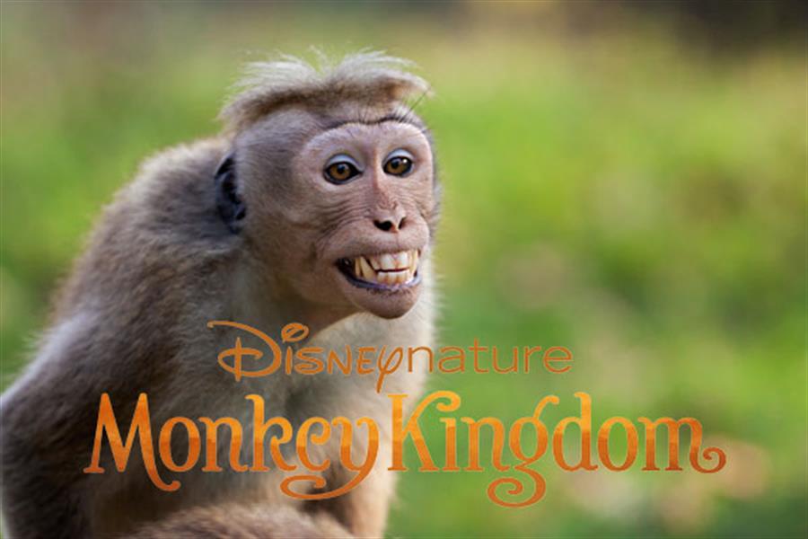 monkeykingdom1 Disneynature's feature film, “Monkey Kingdom"