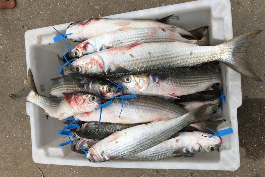 pesca-da-tainha-araruama Pesca da tainha araruama