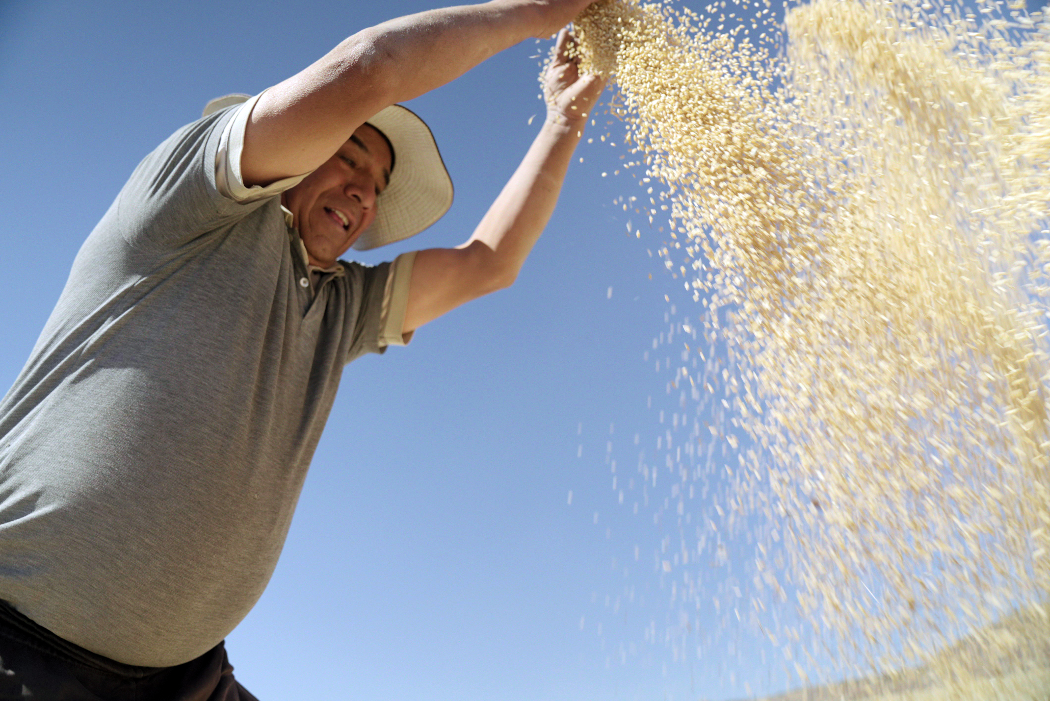 SIMPLi_Quinoa Throwing_Farmer